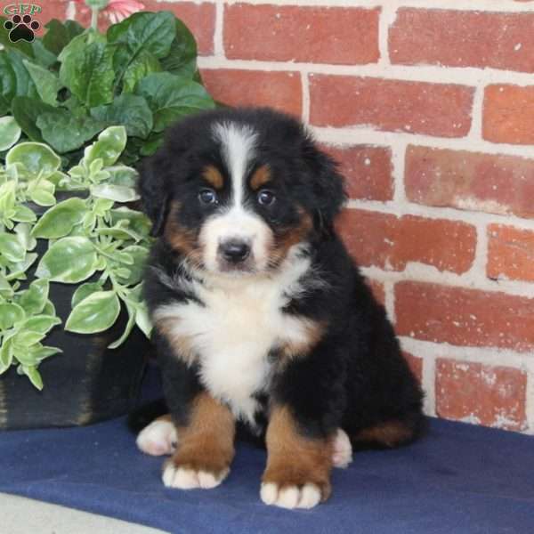 Molly, Bernese Mountain Dog Puppy